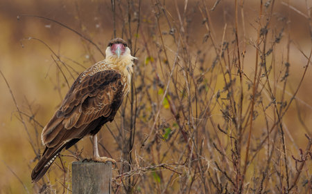 Crested Caracara (Crested Caracara)の写真素材