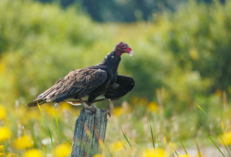 Turkey Vulture (Tawny Vulture) perched on a postの写真素材