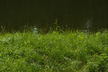 Green grass river lake sea nature background landscapeの写真素材