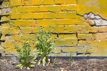 Background of old vintage dirty brick wall with flowerの写真素材