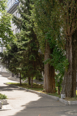 Natural parks and sky with cloud in the morning. Spruce and mapleの写真素材