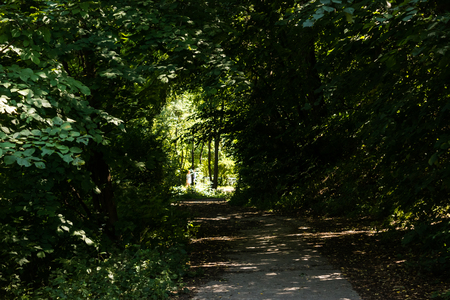 Walk in the forest in sunner among green treesの写真素材