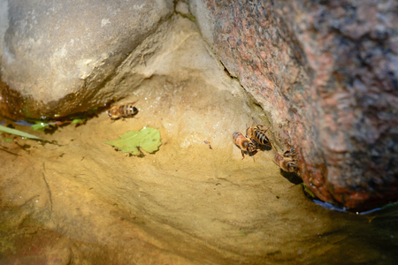 Closeup of a bee in the sun resting on a stone enjoying the warmth.の写真素材