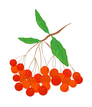 Ep colorful vector ashberry illustrationのイラスト素材