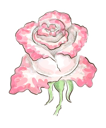 Decorative rose of two colours drawn by hand on graphic tablet. Monochrome hatching and colorful transparent strokes, のイラスト素材