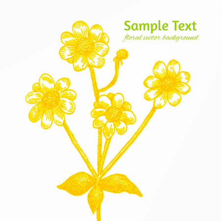 Sunny yellow chamomile vector backgroundのイラスト素材