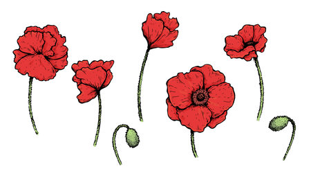 Set of bright artistic vector poppiesのイラスト素材