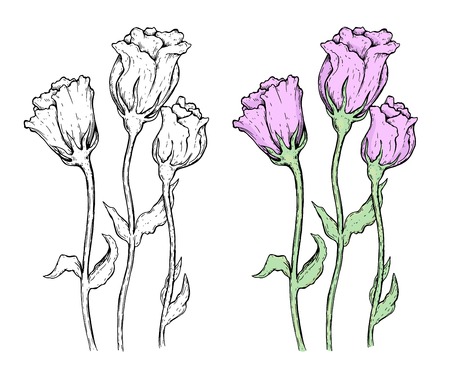 Set of flowers, black and white + colorfulのイラスト素材