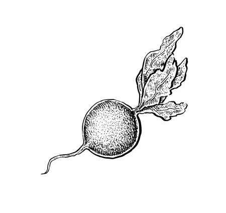 Black and white hand drawn sketch of a radish. Vector illustrationのイラスト素材