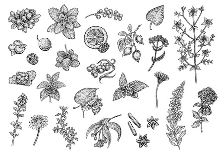 Tea Collection: fruits, herbs and berries. Set of hand drawn black and white sketchy illustrations of excellent quality and detalization. Raster format. A great choice for your awesome design!の写真素材