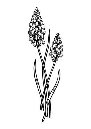 Grape hyacinth flower illustration, drawing, engraving, line artのイラスト素材