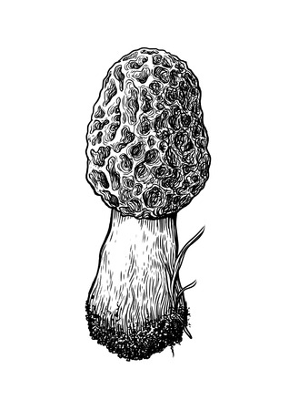 Morel mushroom illustration, drawing, engraving, line artのイラスト素材