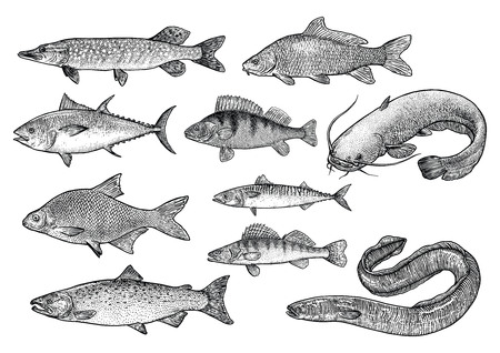 Fish collection illustration, drawing, engraving, Lina art, realisticのイラスト素材