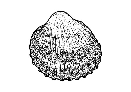 Cockle, shell illustration, drawing, engraving, ink, realisticのイラスト素材