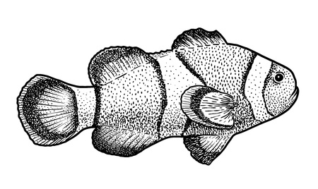 Clown fish illustration, drawing, engraving, ink, line art, vectorのイラスト素材