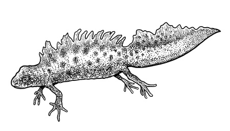 Great Crested Newt illustrationのイラスト素材