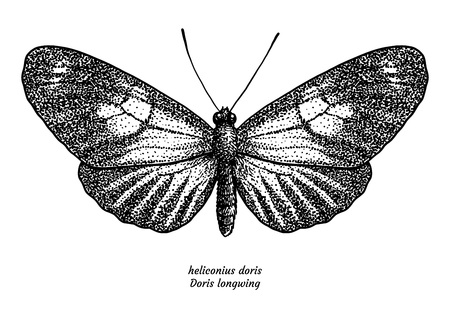 Heliconius doris, doris longwing, illustration, drawing, engraving, ink, line art, vectorのイラスト素材