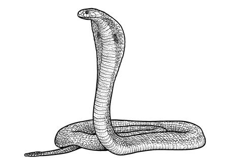 Indian cobra illustration, engraving, ink, line art, vectorのイラスト素材