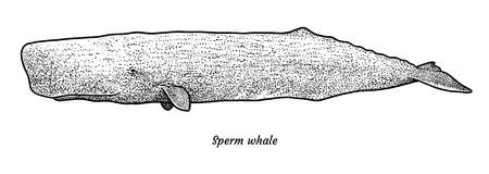Sperm whale illustration, engraving, ink, line art, vectorのイラスト素材