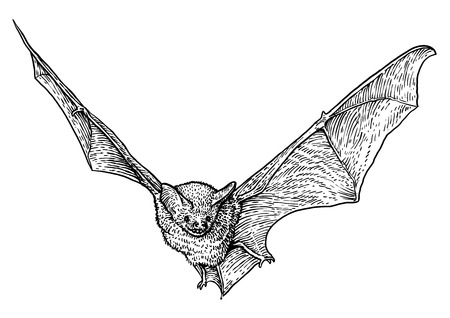 Bat illustration drawing engraving ink line art vectorのイラスト素材