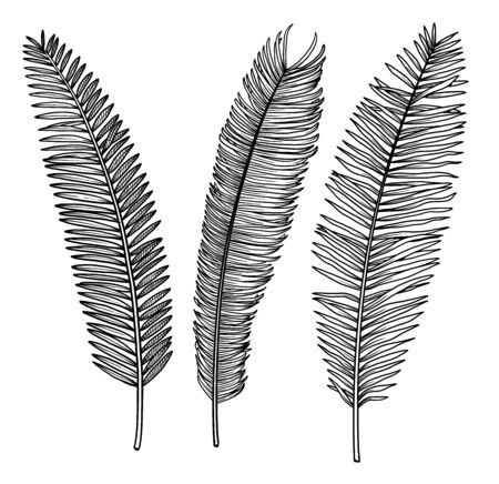 Palm leaf illustration, drawing, engraving, ink, line art, vectorのイラスト素材