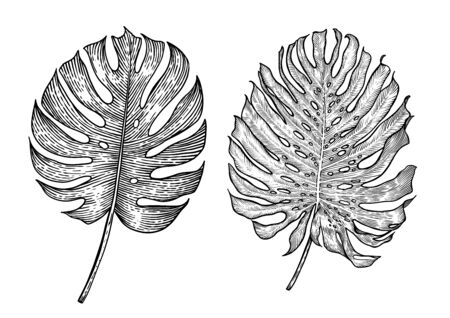 Monster leaf illustration, drawing, engraving, ink, line art, vectorのイラスト素材