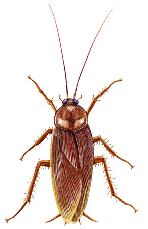 Cockroach illustration, engraving, drawing, ink