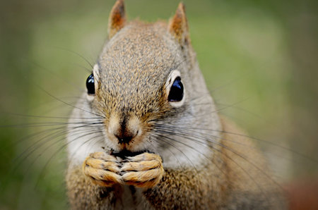 Red Squirrel Close Up
