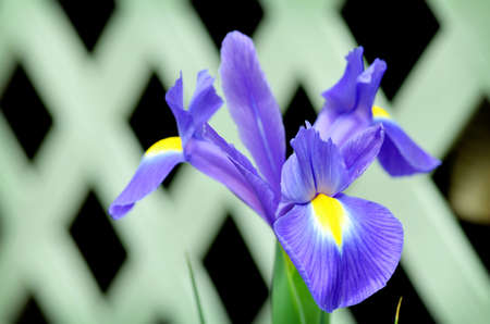 Purple Iris with lattice backgroundの写真素材