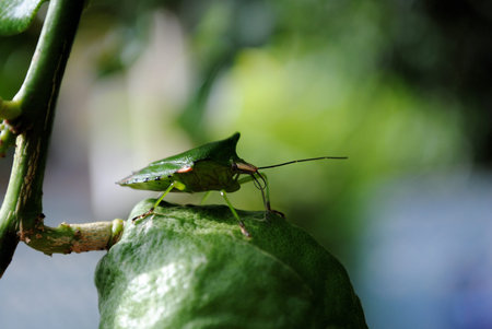 Bug02の写真素材