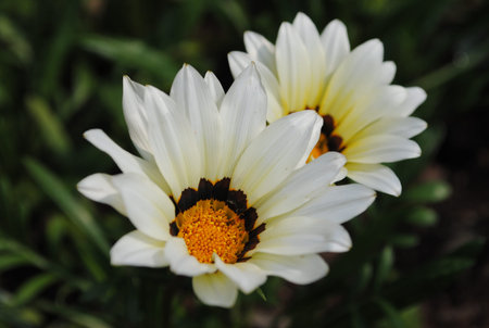 Flowerの写真素材