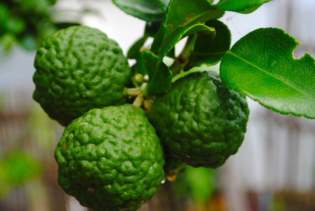 Bergamot Three leech lime fruits on its tree