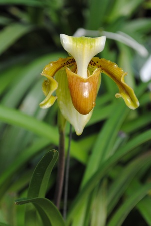 Orchidの写真素材