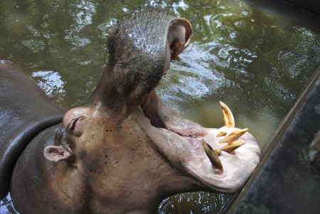 Hippo Hippopotamus open its mouthの写真素材