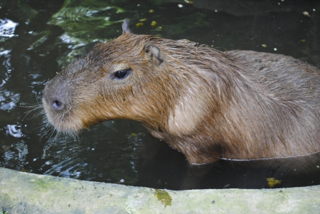 Capybara, Hydrochoerus hydrochaeris in side view standing in waterの写真素材