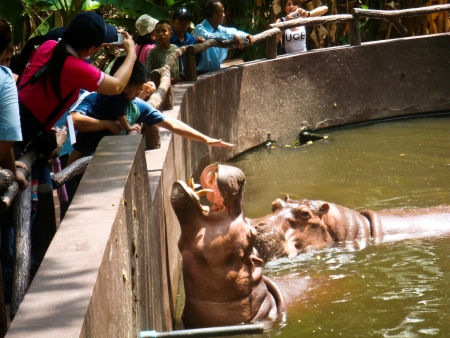 Hippo Hippopotamus open its mouthのeditorial素材