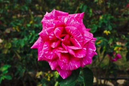 Beautiful pink rose in a gardenの写真素材