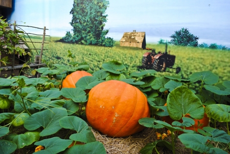 Pumpkin plants with rich harvest on a fieldの写真素材