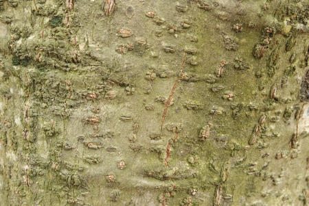 bark of tree textureの写真素材