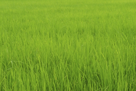 Green rice fields in Northern Highlands of Thailandの写真素材