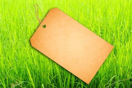 Sale Tag On Green rice fieldsの写真素材
