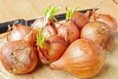 Shallot onionの写真素材