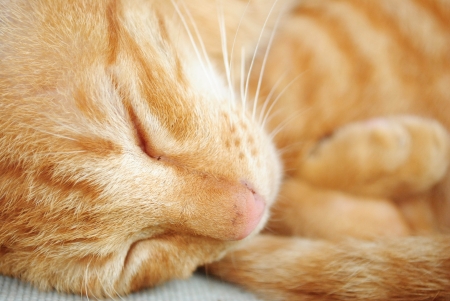 sleeping yellow catの写真素材
