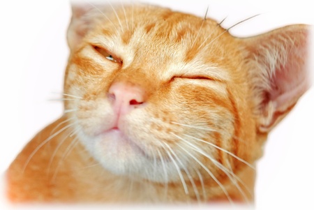 sleeping yellow catの写真素材
