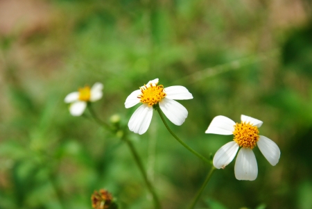 flowerの写真素材