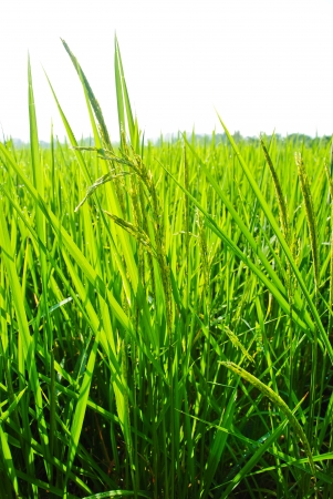 Rice field in farmland food of Asiaの写真素材