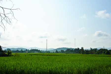 Rice field in farmland food of Asiaの写真素材