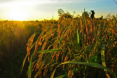 Sunset over rice fieldの写真素材