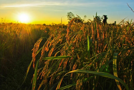 Sunset over rice fieldの写真素材