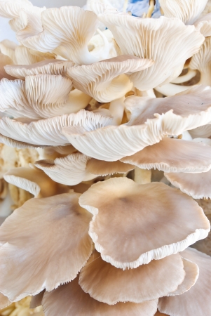 the mushroom farmの写真素材